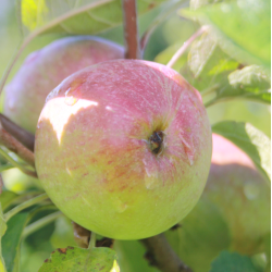 Ciderplantage, 30 stk. 1+2 rs trer, 2. +3. vkstsson