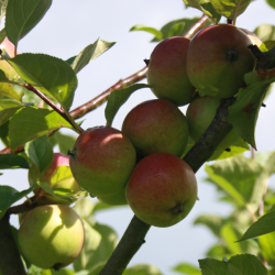 Ciderplantage, 50 stk. 1 +2 rs trer, 2. + 3. vkstsson