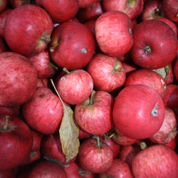 Ciderplantage, 50 stk. 1 +2 rs trer, 2. + 3. vkstsson