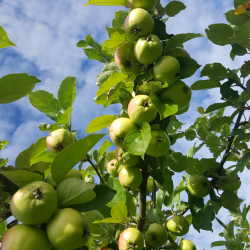 Ciderplantage, 30 stk. 1+2 rs trer, 2. +3. vkstsson