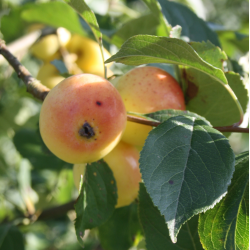 Ciderplantage, 30 stk. 1+2 rs trer, 2. +3. vkstsson