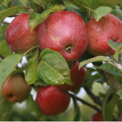 Ciderplantage, 30 stk. 1+2 rs trer, 2. +3. vkstsson