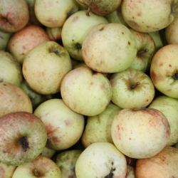 Ciderplantage, 20 stk. 1+2 rs trer, 2. +3. vkstsson