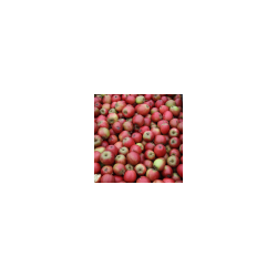 Ciderplantage, 50 stk. 1 +2 rs trer, 2. + 3. vkstsson