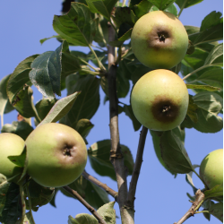 Ciderplantage, 20 stk. 1+2 rs trer, 2. +3. vkstsson