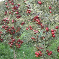 Ciderplantage, 20 stk. 1+2 rs trer, 2. +3. vkstsson