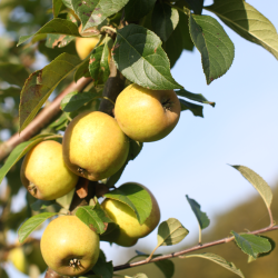 Ciderplantage, 20 stk. 1+2 rs trer, 2. +3. vkstsson