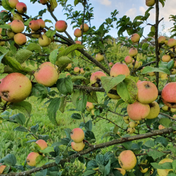 Ciderbletr, Ashton Brown Jersey, Engelsk Vintage Ciderblesort