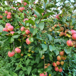 Ciderbletr, Ashton Brown Jersey, Engelsk Vintage Ciderblesort