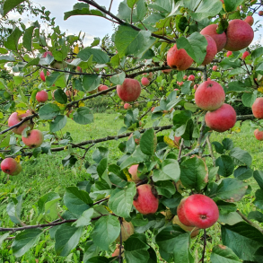 Ciderbletr, Ashton Brown Jersey, Engelsk Vintage Ciderblesort