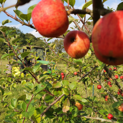 Ciderbletr, Ashton Brown Jersey, Engelsk Vintage Ciderblesort