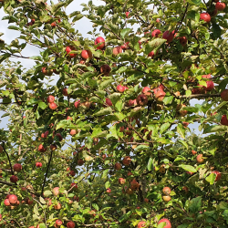 Ciderbletr, Dabinett, Engelsk Vintage Ciderblesort