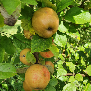 Ciderbletr, Cidor, Fransk Vintage Ciderblesort