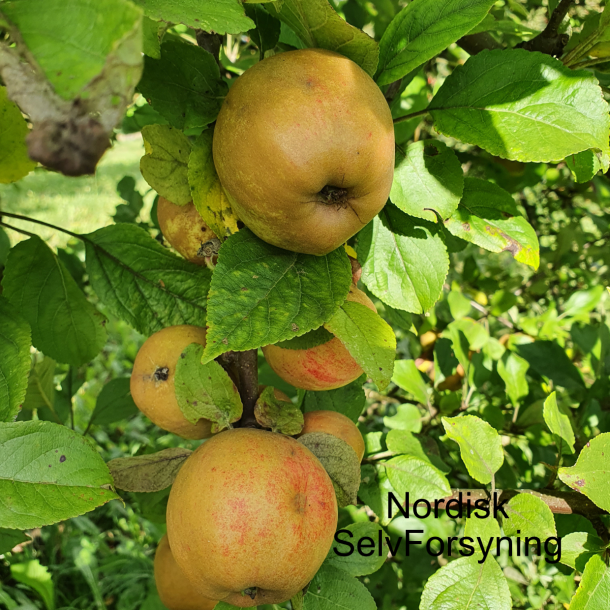 Cider�bletr�, Cidor, Fransk Vintage Cider�blesort