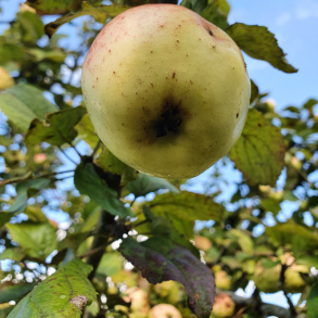 Ciderbletr, Bulmers Norman, Engelsk Vintage Ciderblesort