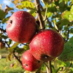 Ciderbletr, Black Dabinett, Engelsk Vintage Ciderblesort