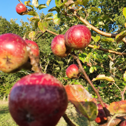 Ciderbletr, Black Dabinett, Engelsk Vintage Ciderblesort