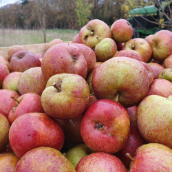 Ciderbletr, Black Dabinett, Engelsk Vintage Ciderblesort
