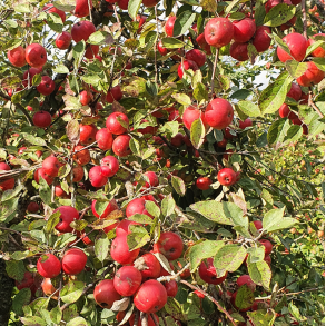 Ciderbletr, Stoke Red, Engelsk Vintage Ciderblesort