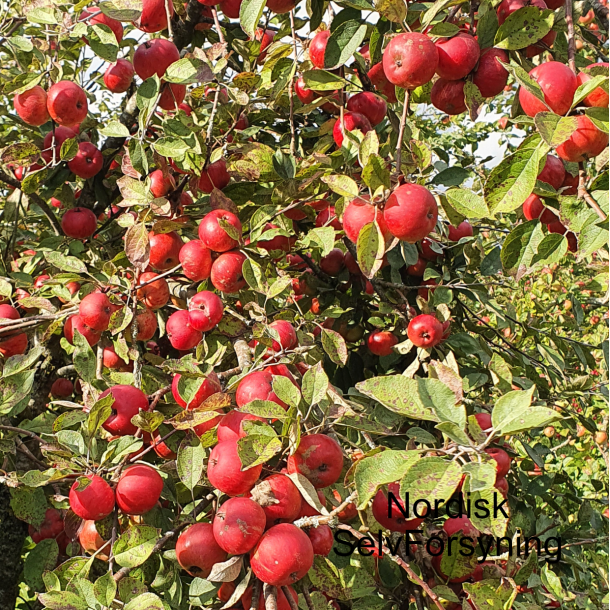 Ciderbletr, Stoke Red, Engelsk Vintage Ciderblesort