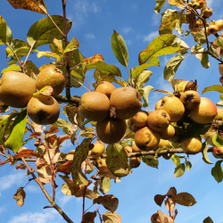 Ciderplantage, 50 stk. 1 +2 rs trer, 2. + 3. vkstsson