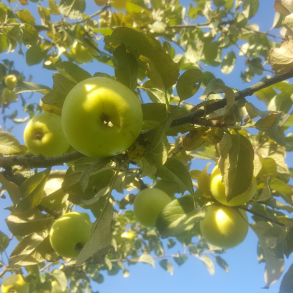 Ciderplantage, 30 stk. 1+2 rs trer, 2. +3. vkstsson