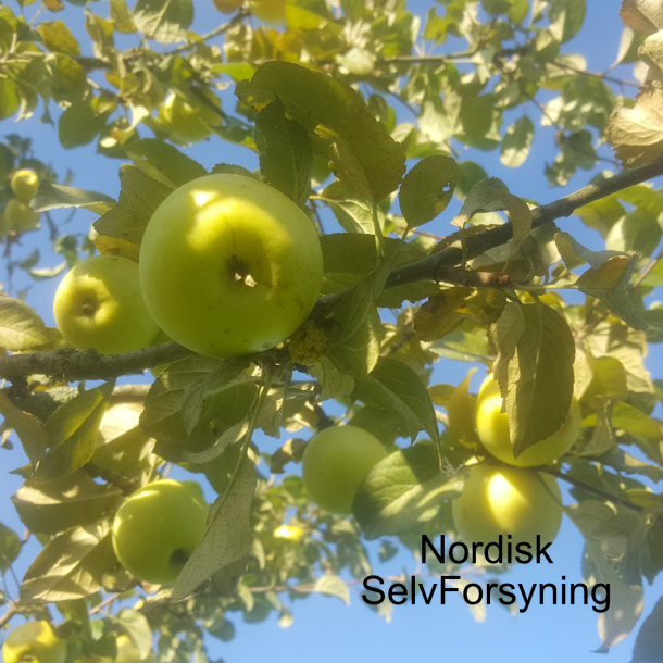 Ciderplantage, 30 stk. 1+2 rs trer, 2. +3. vkstsson