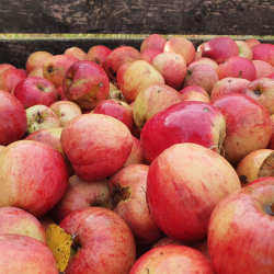 Ciderplantage, 30 stk. 1+2 rs trer, 2. +3. vkstsson