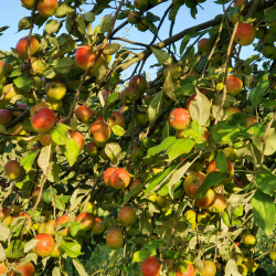 Ciderplantage, 30 stk. 1+2 rs trer, 2. +3. vkstsson