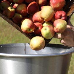 Eplekvern 1000 kg./t.