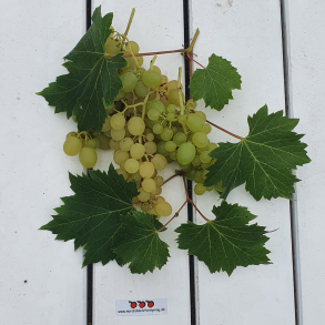 Grpakke til Hvidvin No. #1