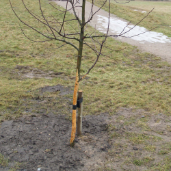 Cidertr Plantepakke; plantepl, opbinding, frugttrsbeskyttelse + Cidertr NPK Specialblanding