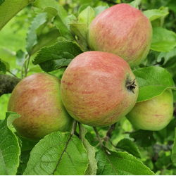 Ciderbletr, Harry Masters Jersey, Engelsk Vintage Ciderblesort