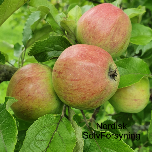 Ciderbletr, Harry Masters Jersey, Engelsk Vintage Ciderblesort