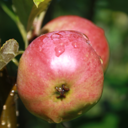 Ciderbletr, Hastings, Engelsk Vintage Ciderblesort