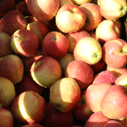 Mosteri. blepresse Rustfri 30 l. + Elektrisk blekvrn 600 kg/t