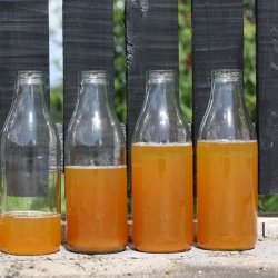 Mosteri. blepresse Rustfri 30 l. + Elektrisk blekvrn 600 kg/t