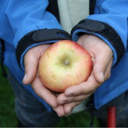 Mosteri Komplett. 10 l. Rustfri Eplepresse + 15 l. Fruktkvern