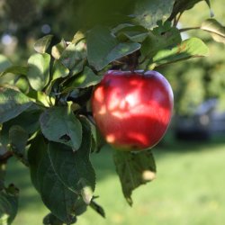 Mosteri. Hydropresser 35 l. og Elektrisk blekvrn 600 kg/t