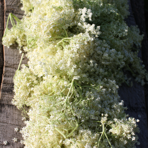 Hyldeblomstvin Med Opskrift og Bryggrej, 10 liter Komplet