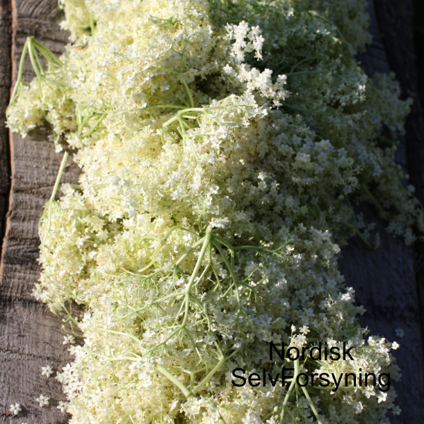 Hyldeblomstvin Med Opskrift og Bryggrej, 10 liter Komplet