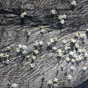 Hyldeblomstchampagne Grpakke med Opskrift, 10 liter