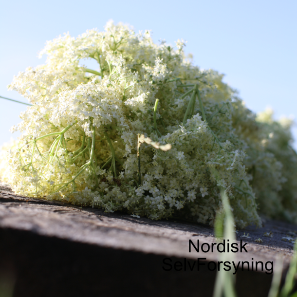 Hyldeblomstchampagne, g�rpakke 30 liter
