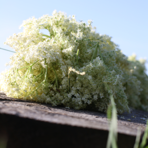 Hyldeblomstvin Grpakke Med Opskrift, 50 liter