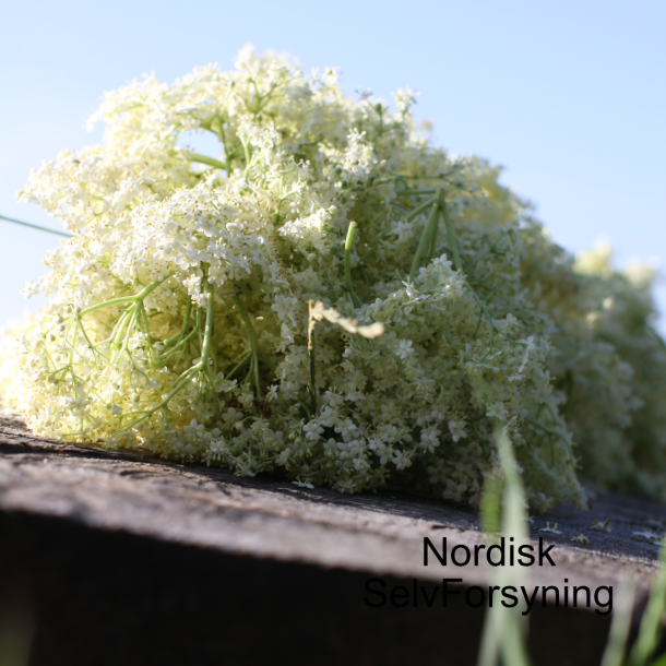 Hyldeblomstvin Grpakke Med Opskrift, 50 liter