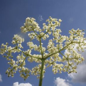 Hyldeblomstsaft, 10 l.