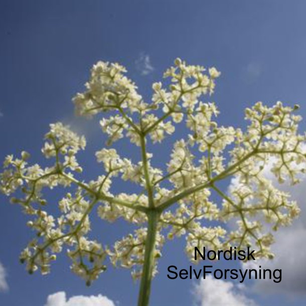 Hyldeblomstsaft, 10 l.