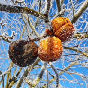 Ice-Cider Brygst 25 l.