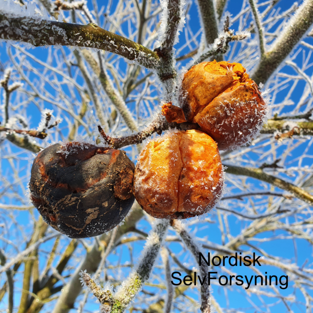 Ice-Cider Brygst 25 l.