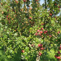 Ciderbletr, Kingston Black, Engelsk Vintage Ciderble